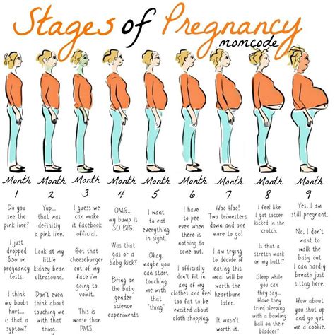 it got crazy accurate at 7 months am i right pregnancy stages pregnancy months pregnancy