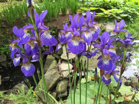 Siberian Iris Iris Teal Velvet In The Irises Database