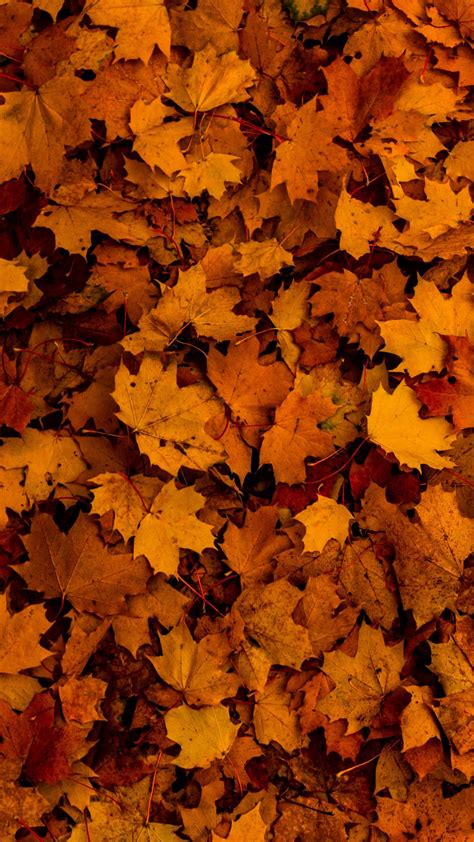 Fascinating Hd Autumn Fall Season Theme Iphone X Wallpaper Background