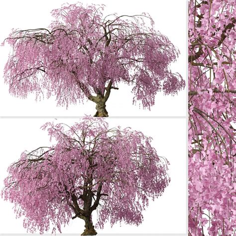 Set Of Weeping Higan Cherry Prunus Subhirtella D Model For Vray