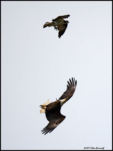 James River Tour 20111sb9248 Opsrey Harrassing Bald Eagle