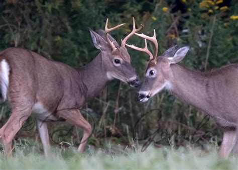 Dan Gomola Wildlife Photography End Of Summer Transitions Of The White Tailed Deer