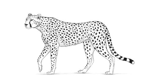 How to draw a cheetah quick & easy (drawing & cartoon for kids. Cómo Dibujar un Guepardo