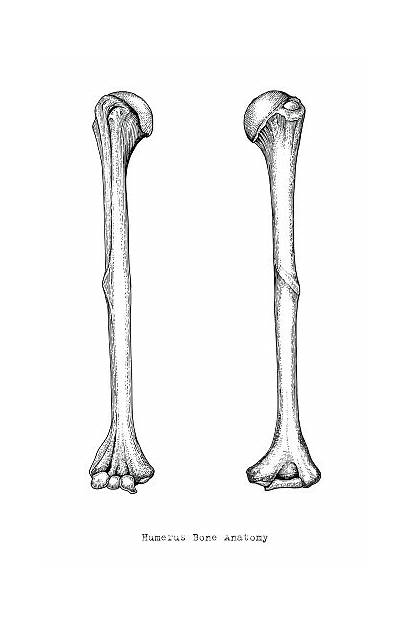 Human Arm Bones Anatomy Humerus Drawing Hand