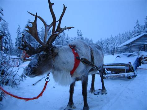 A1 Reindeer Sled By Henk Mtcl Flickr