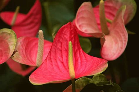 Wow 15 Foto Bunga Anthurium Gambar Bunga Indah