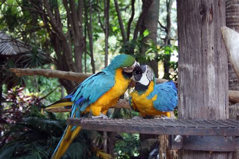 Free Images Bird Wildlife Zoo Beak Blue Yellow Fauna Birds