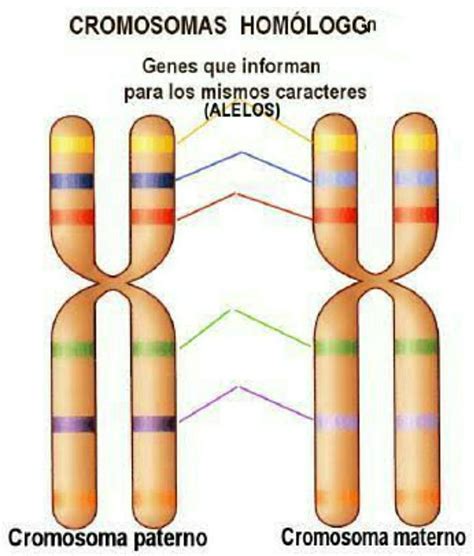 Dibuja dos cromosomas homólogos para explicar qué es un gen y qué es un