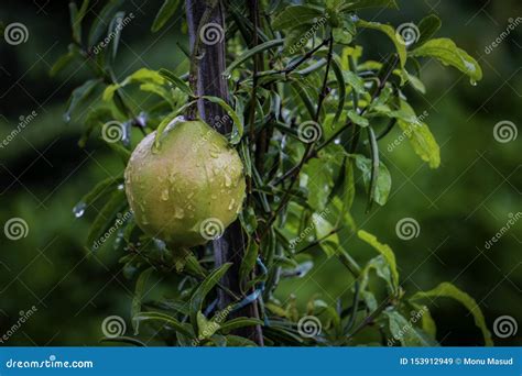 Isolated Green Pomegranate Dalim Fruit On The Tree In Leaves Blur