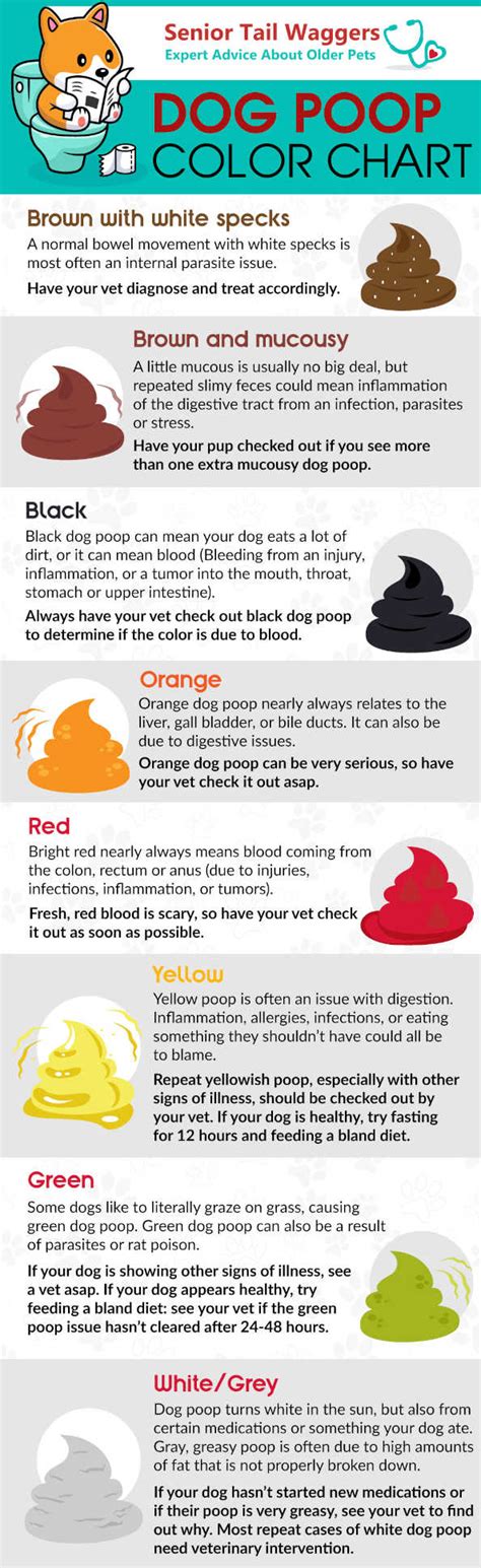 Yellow Dog Poop Our Veterinarian Shares What To Do Bright Brown Poop