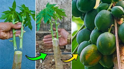 Technique Of Grafting Papaya Is Successful And Produces Many Fruits If This Hormone Is