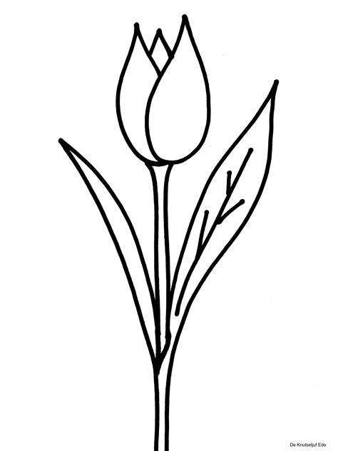 252 x 249 png pixel. Kleurplaat Tulp Eenvoudig