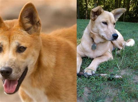 Dingo Vs Carolina Dog Breed Comparison Mydogbreeds