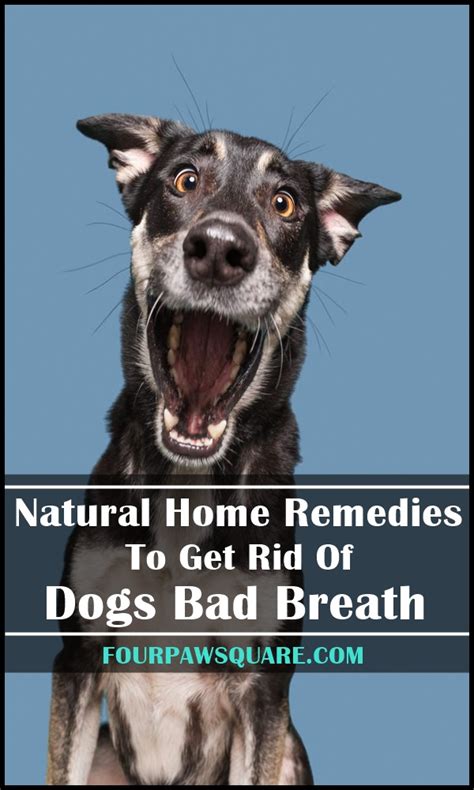 7 Natural Home Remedies To Get Rid Of Dogs Bad Breath