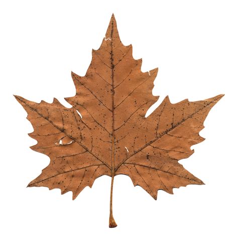 Discover and download free aesthetic png images on pngitem. Maple Leaf PNG Image | Daun, Bunga kering, Latar belakang