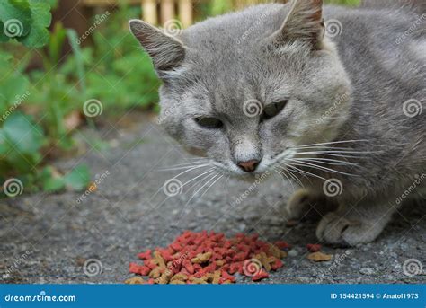 Big Hungry Cat Eats Red Food On Asphalt Stock Photo Image Of Outdoors