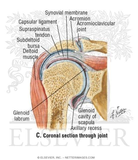 The supraspinatus also helps to stabilize the shoulder joint by keeping the head of the humerus firmly pressed medially 2. Shoulder Joint, Supraspinatus Muscle