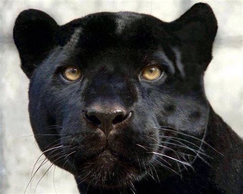 Black Panther Zwarte Panter Panter Katachtigen
