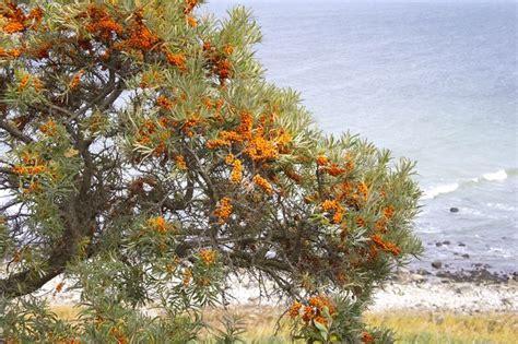 Mooie Oranje Bessen Aan Een Doornige Struik Als Je Aan De Kust Woont