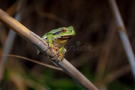 European Tree Frog Hyla Arborea Stock Image Image Of Green