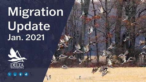 January 2021 Migration Report Delta Waterfowl