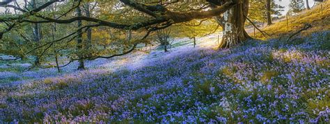 Hd Wallpaper Flowers Blue Falcon Bluebell Branch Nature