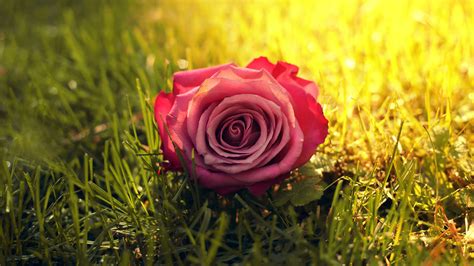 1920x1080 1920x1080 Sun Flower Rose Grass Sun Rays