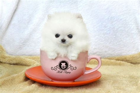 Own A Teacup Pomeranian Pomeranian Puppy Teacup Puppies Pomeranian