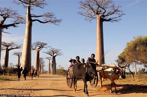 A Horse Drawn Carriage Driving Down A Dirt Road Next To Tall Slender