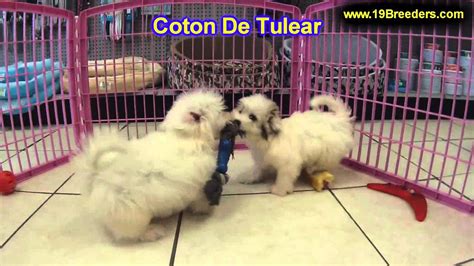 Coton De Tulear Puppies For Sale In Meridian Idaho County Id