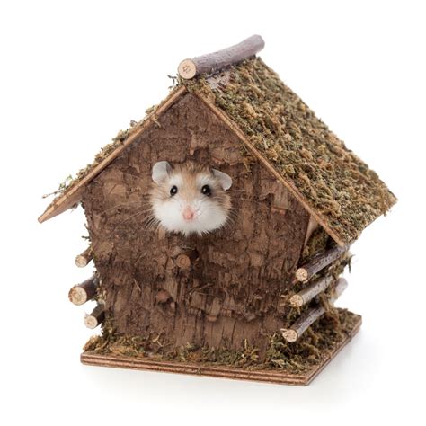 Facts About Dwarf Hamsters Cute Things Come In Small Packages Pet Ponder