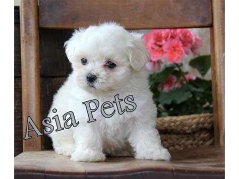 Check spelling or type a new query. Maltese puppies price in Bangalore, Maltese puppies for sale in Bangalore
