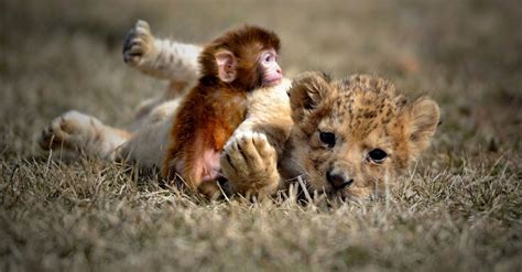 Lion Cub And Baby Monkey Forge Friendship At Chinese Tiger Park Metro