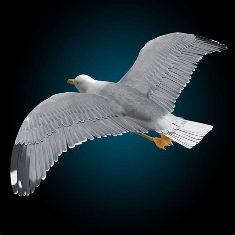 Seagull (Flying) - MotionCow