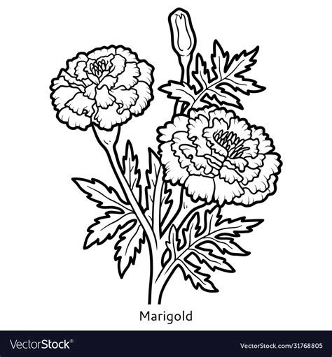 Coloring Pages Marigold Flower Coloring Page My Xxx Hot Girl