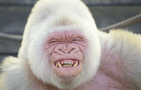 Snowflake The Albino Gorilla Who Lived From 1964 2003