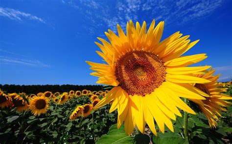 Magnificent Sunflower Fields And Interesting Facts About