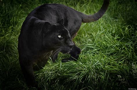 Hd Wallpaper Wild Cats Jaguars Predators Black Jaguar Panther