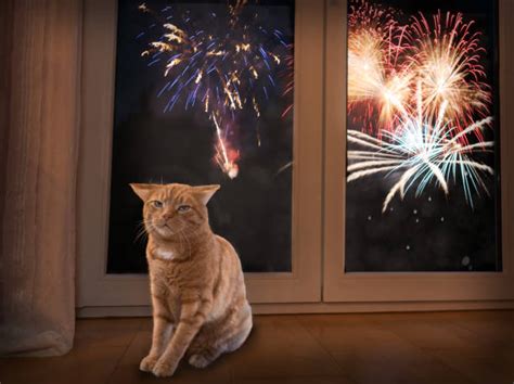 70 Scared Pet Fireworks Stock Photos Pictures And Royalty Free Images