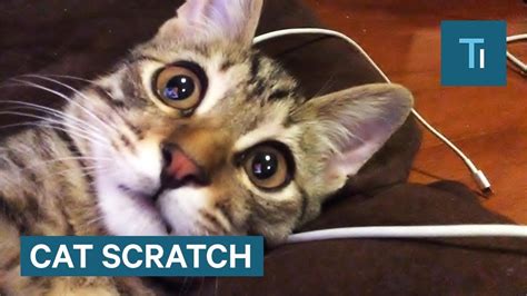 What To Do If You Get Scratched By A Cat Youtube