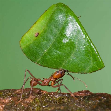 Leafcutter Ant Carrying Leaf Costa Rica Poster Print By Steve Gettle