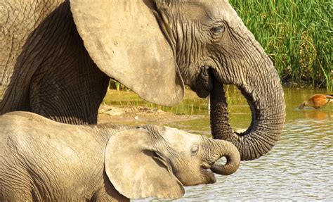 Elefantes Est O Nascendo Sem Presas Devido A D Cadas De Ca A Ilegal