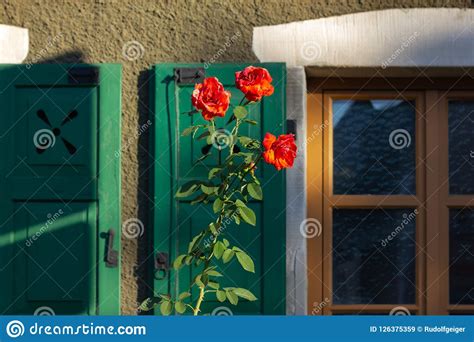 Red Roses On Framework Facade With Window Green Shutters Stock Image