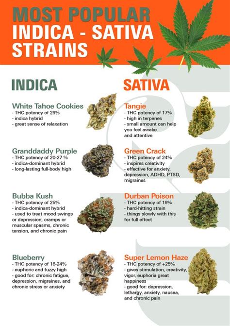Most Popular Weed Strains 2022 Guide