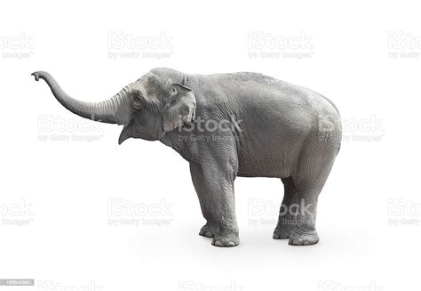 Elefante Asiático Foto De Stock Y Más Banco De Imágenes De Elefante