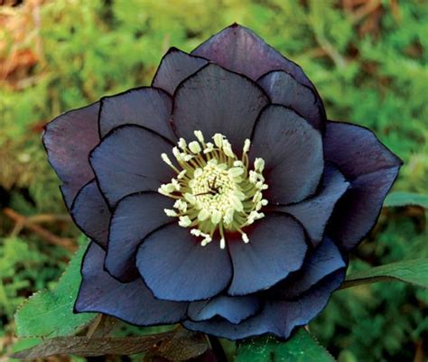 20 Black Flowers And Plants To Add Drama To Your Garden Balcony
