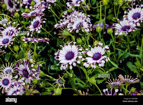 Osteospermum Purple White Garden Plant Hi Res Stock Photography And
