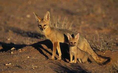 Cape Fox Cape Fox Vulpes Chama Mother And Pup Kgalagadi Flickr