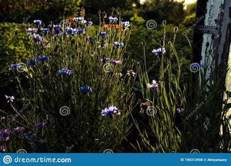 Blooming Cornflowers Wild Blue Flowers On Sunset Sunlight Background
