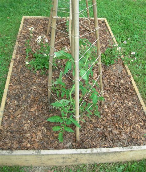Tomato Supports For Garden Heirloom Tomatoes Tomato Support Plants